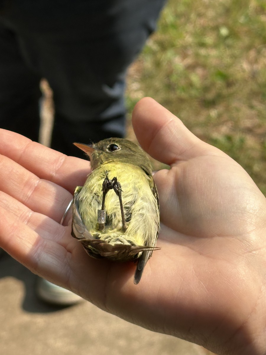 Yellow-bellied Flycatcher - ML636877914