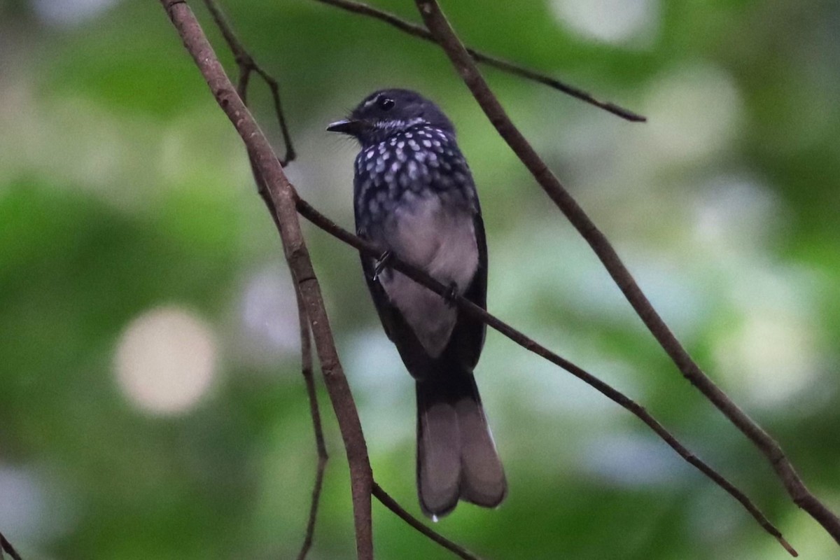 Spotted Fantail - ML636877980