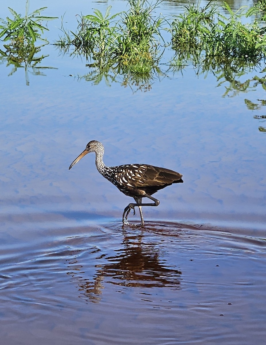 Limpkin - ML636877996