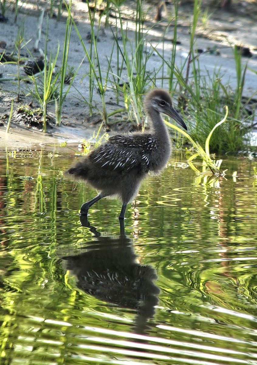 Limpkin - ML636878000