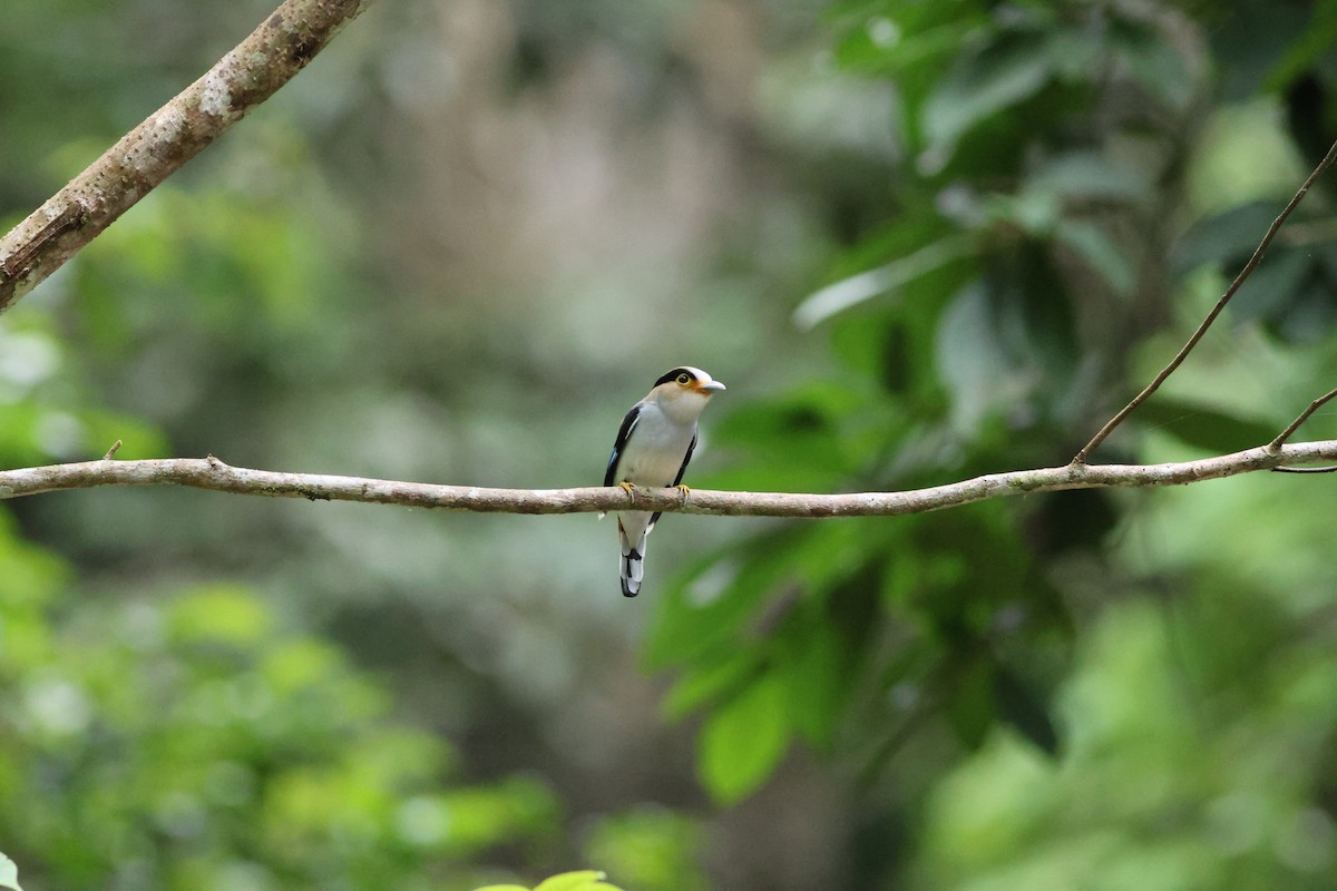 Silver-breasted Broadbill - ML636878010
