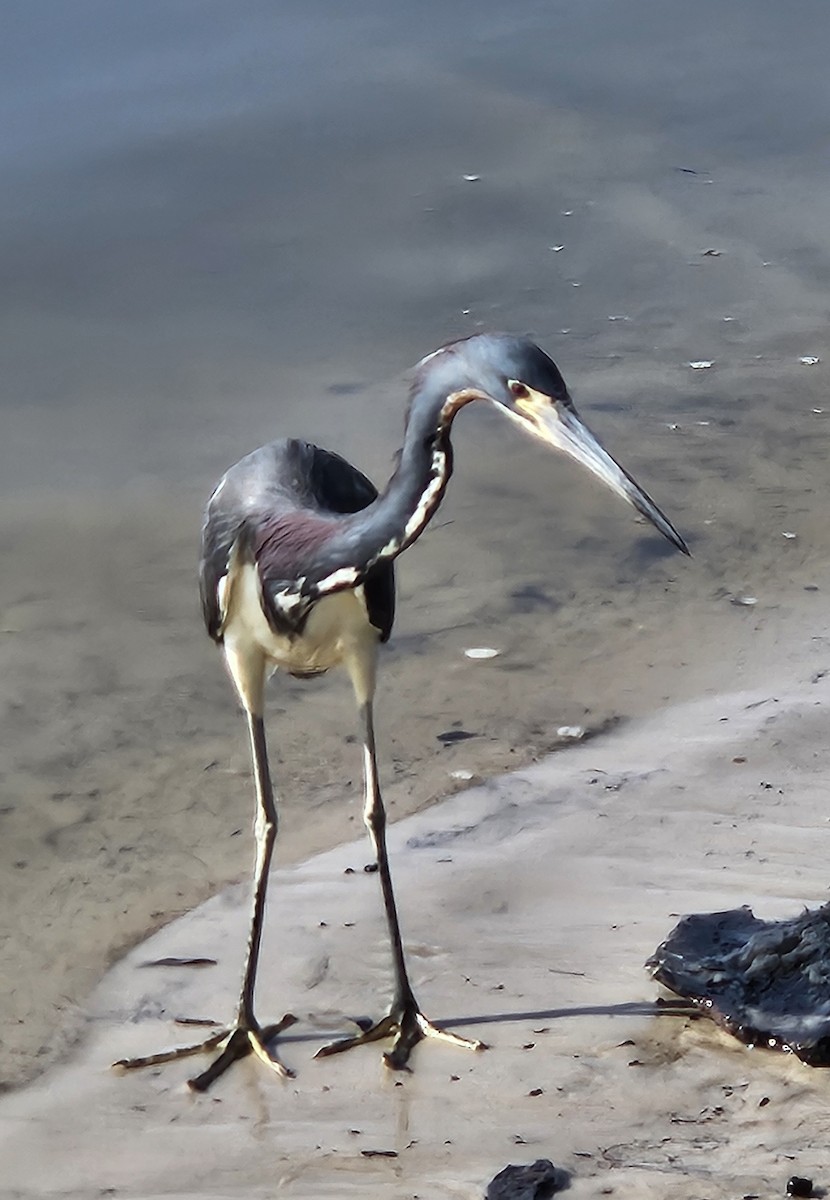 Tricolored Heron - ML636878014