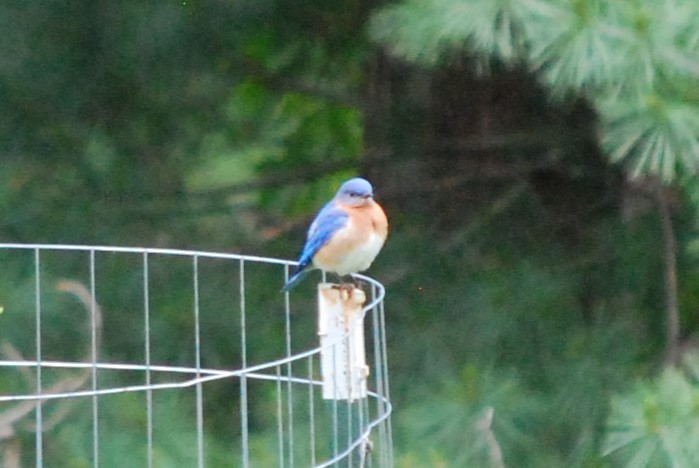 Eastern Bluebird - ML636878039