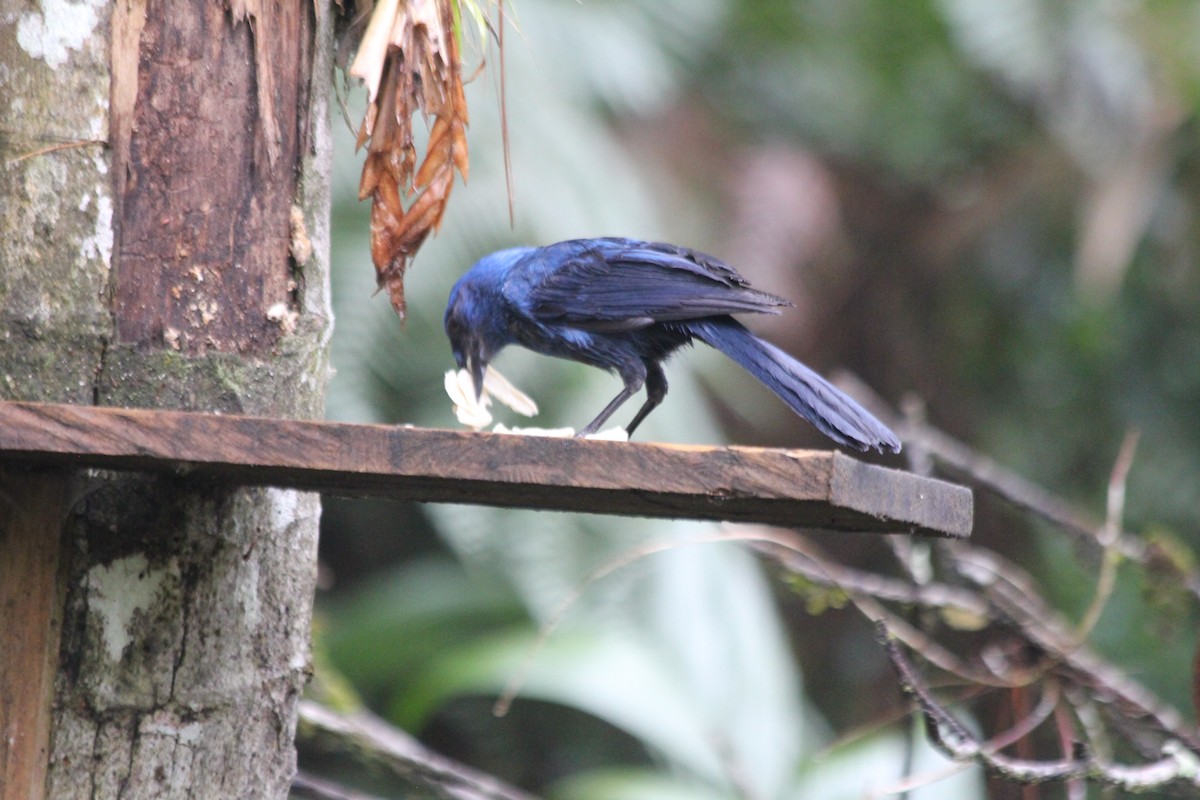 Unicolored Jay - ML636878044