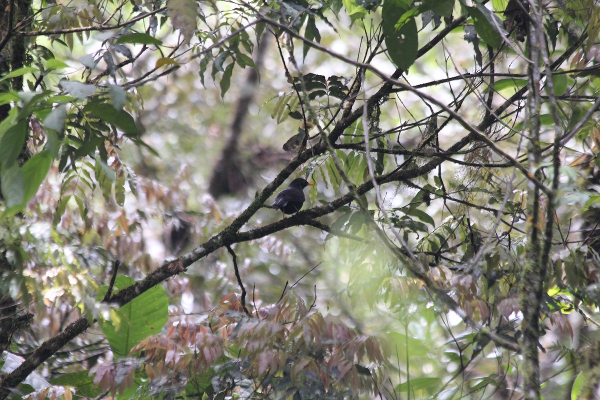 Black Thrush - ML636878067