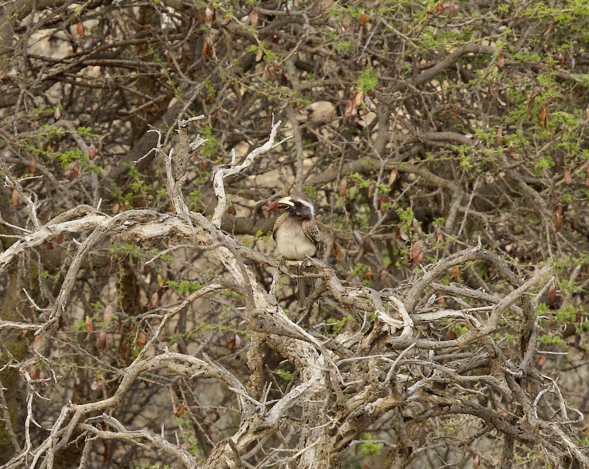African Gray Hornbill - ML636878072