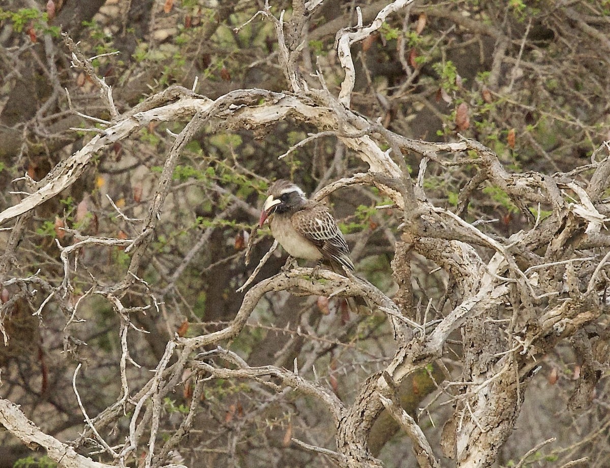 African Gray Hornbill - ML636878074