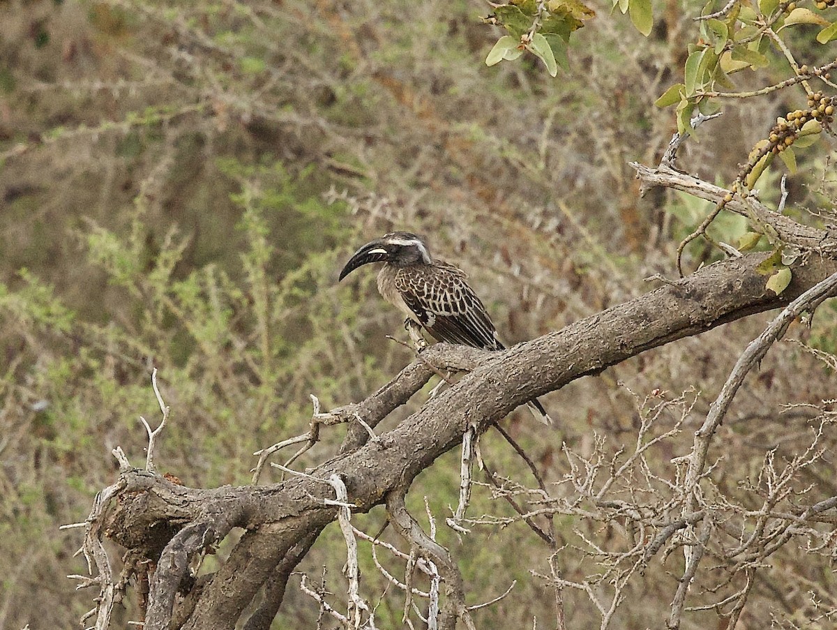 African Gray Hornbill - ML636878075