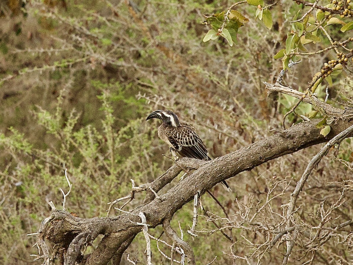 African Gray Hornbill - ML636878076
