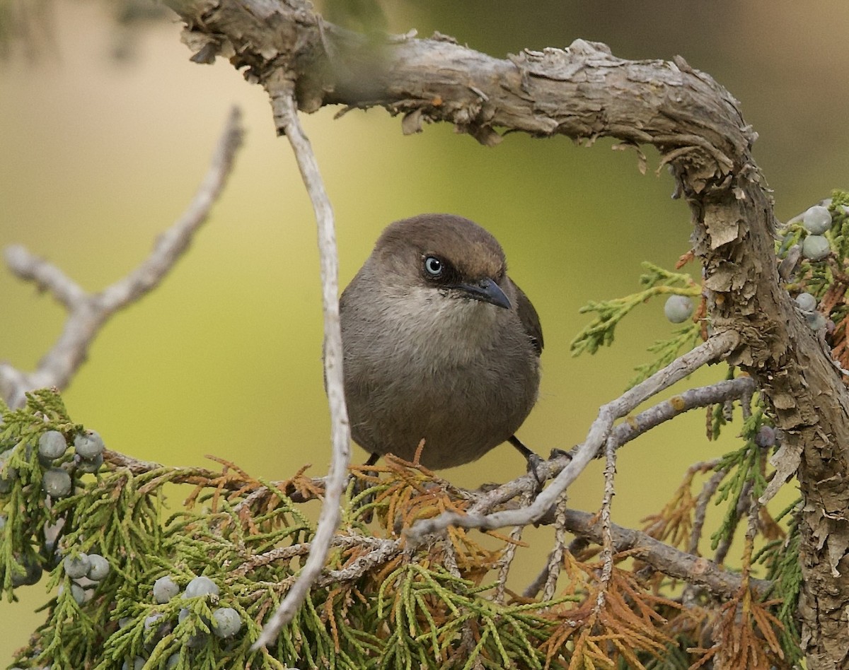 Yemen Warbler - ML636878101