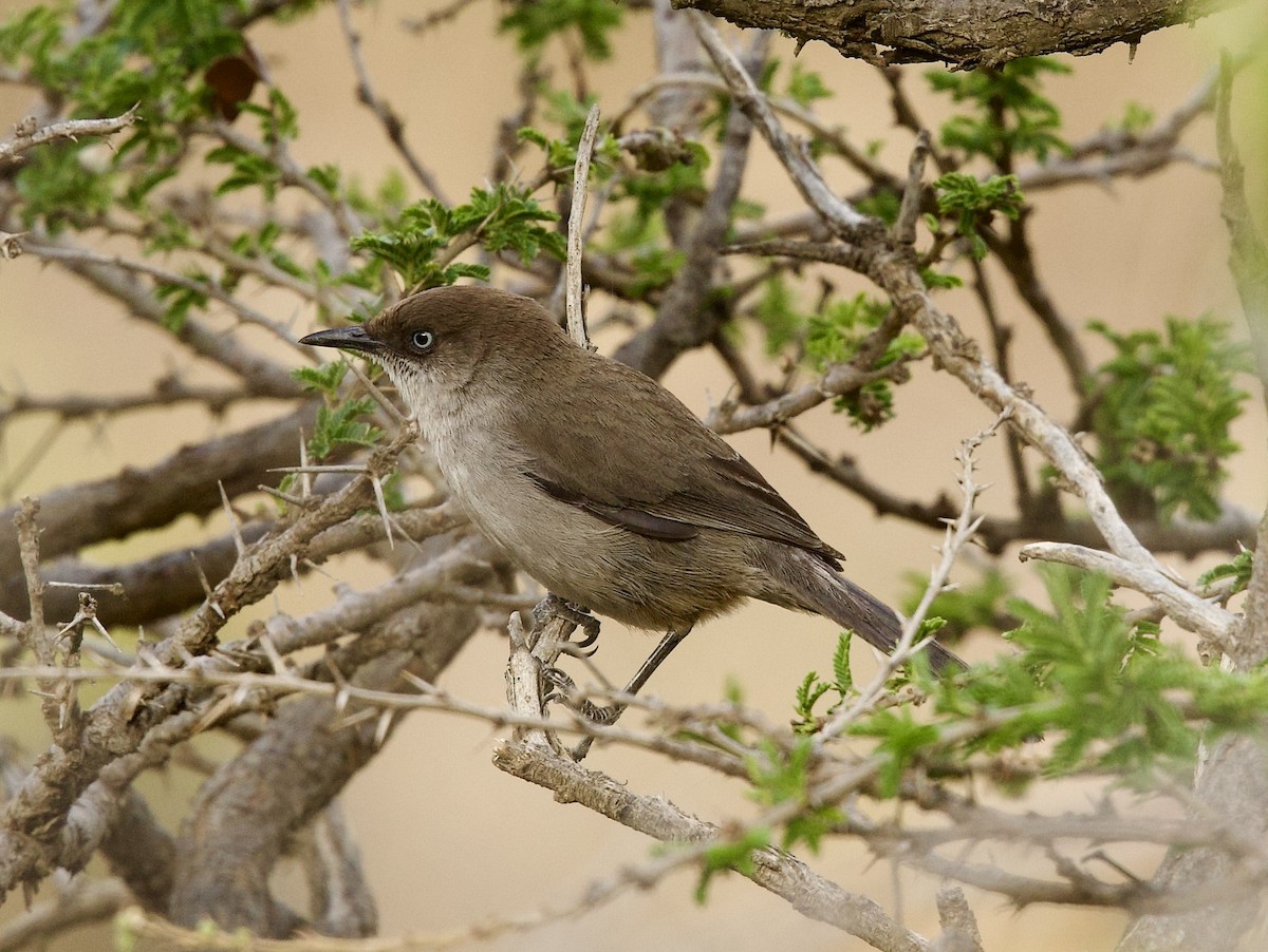 Yemen Warbler - ML636878102