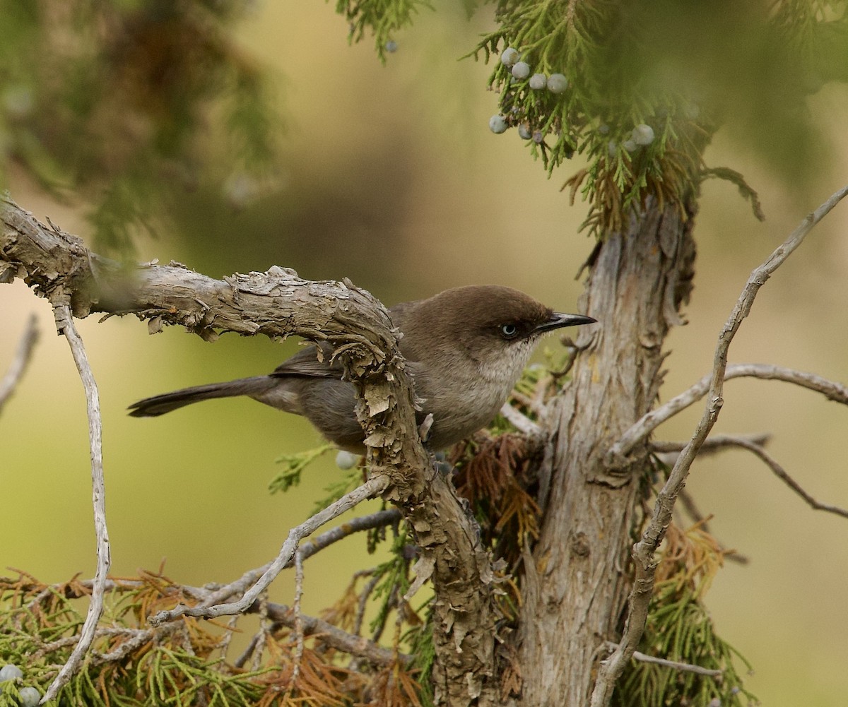 Yemen Warbler - ML636878104