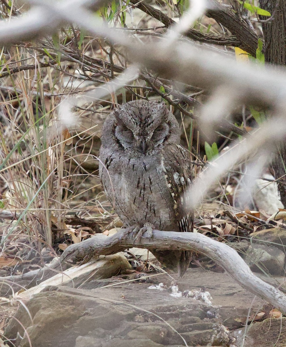 Arabian Scops-Owl - ML636878106