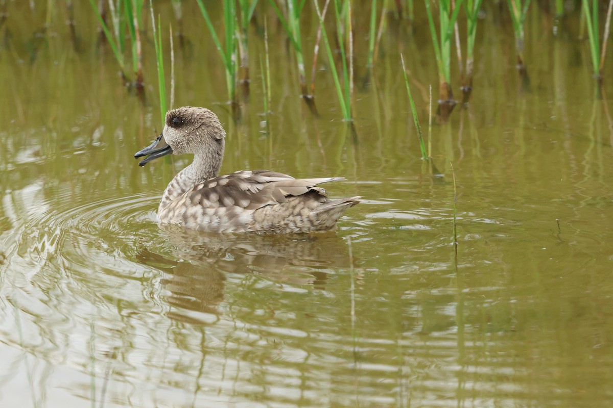 Marbled Duck - ML636878139