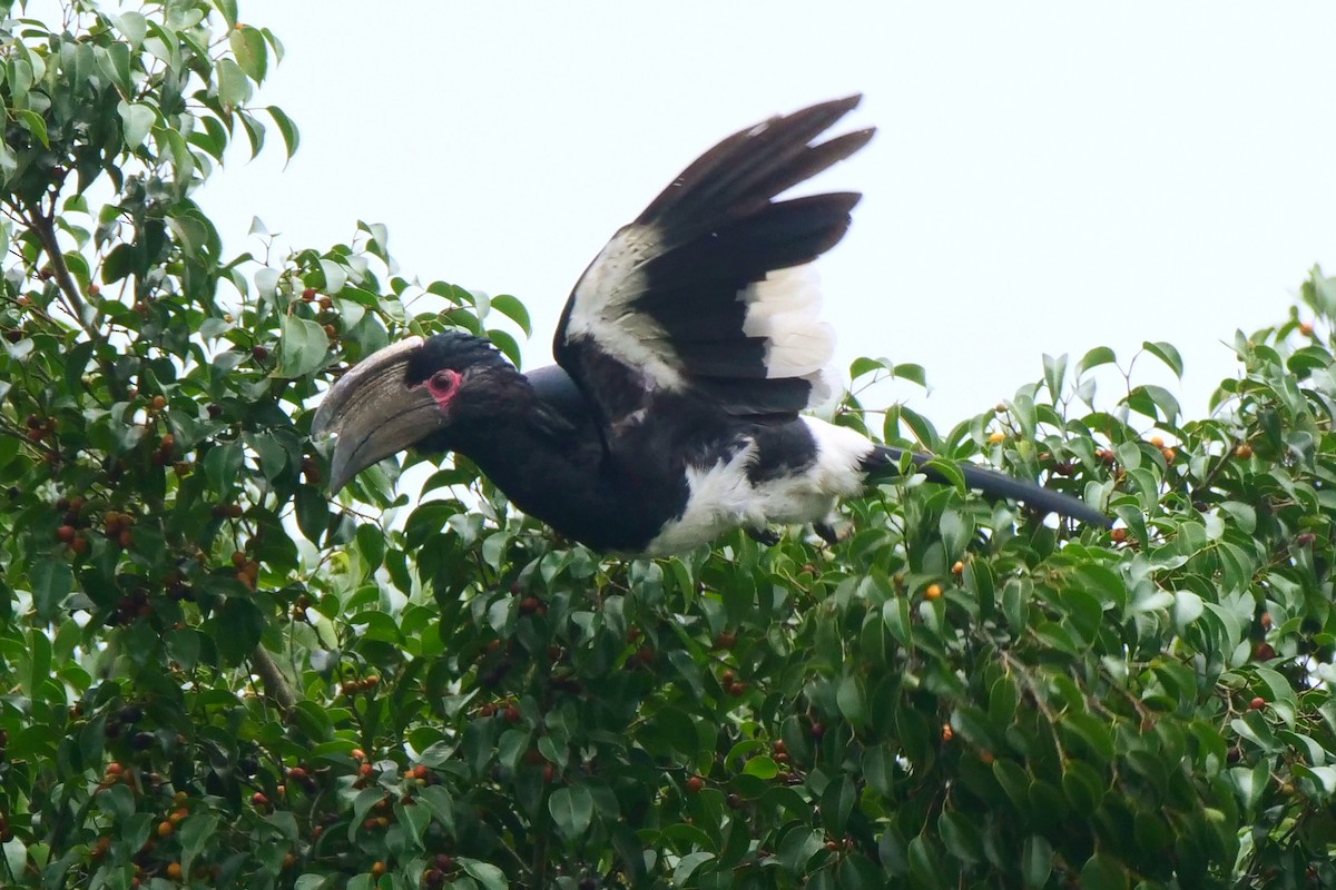 Trumpeter Hornbill - ML636878147