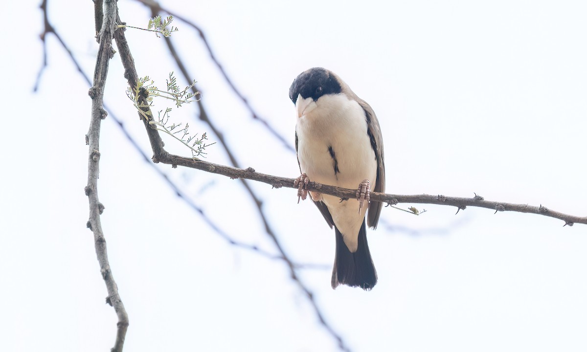 Black-capped Social-Weaver - ML636878149