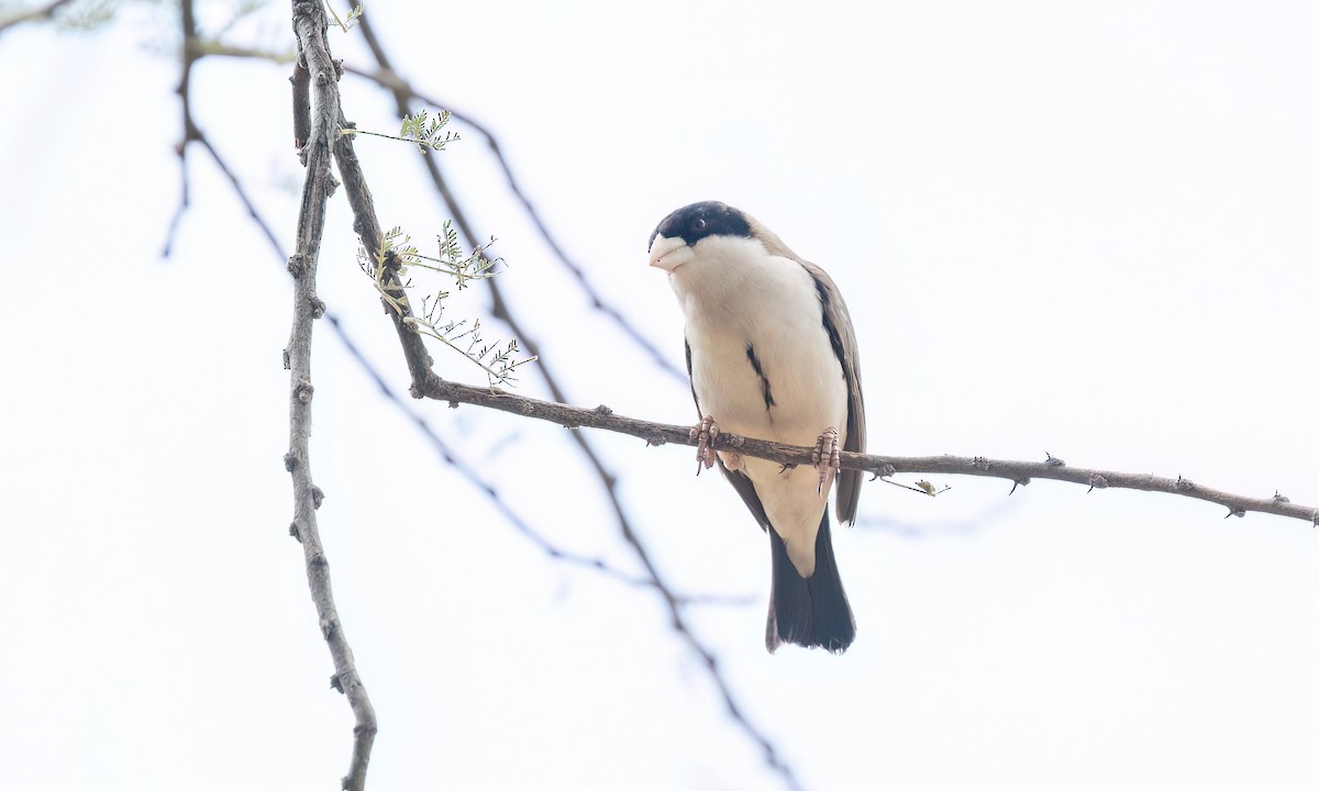 Black-capped Social-Weaver - ML636878150