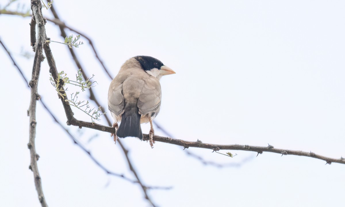 Black-capped Social-Weaver - ML636878152