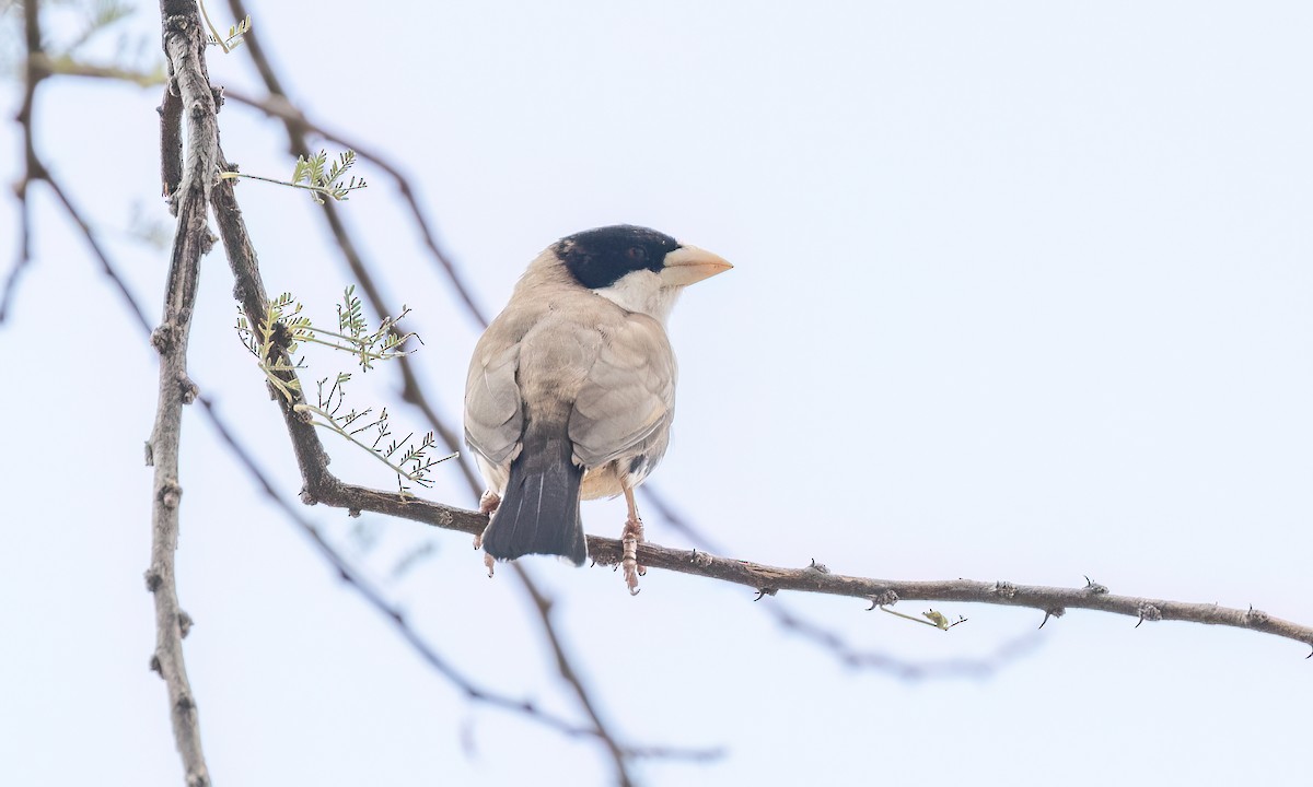 Black-capped Social-Weaver - ML636878153