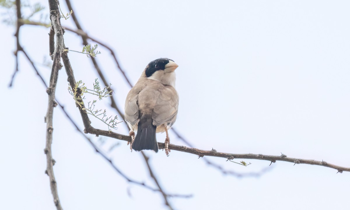 Black-capped Social-Weaver - ML636878154