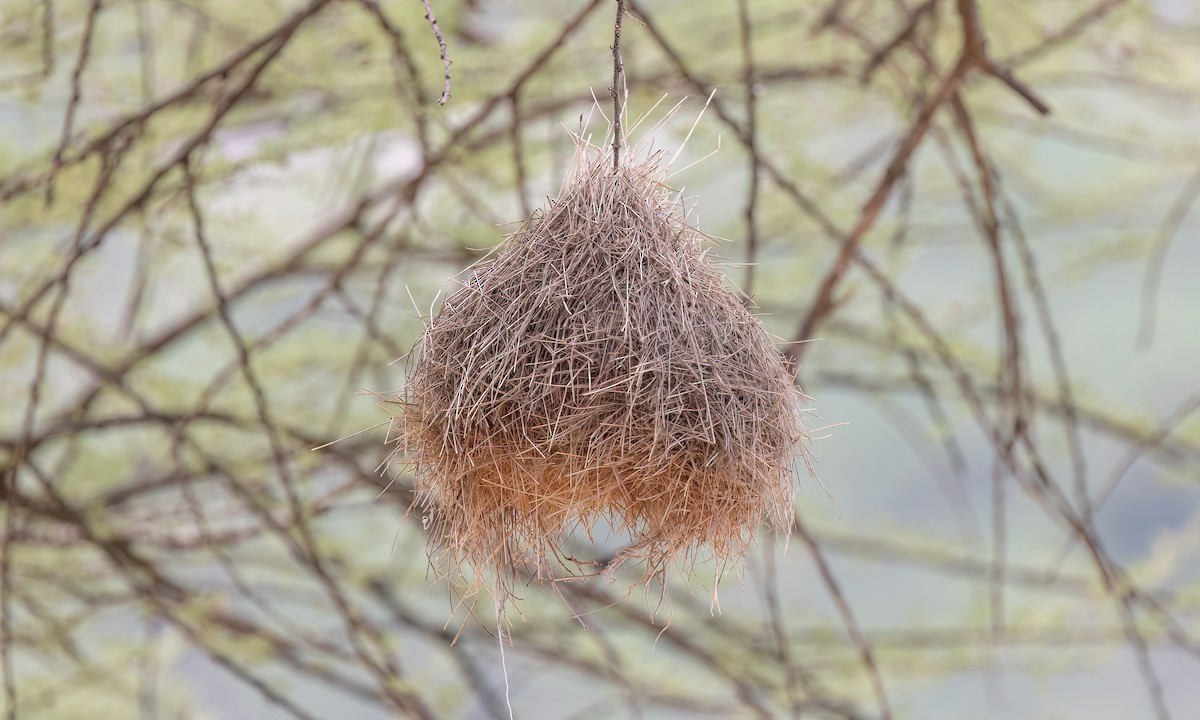Black-capped Social-Weaver - ML636878155