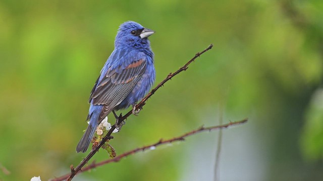 Blue Grosbeak - ML636878164