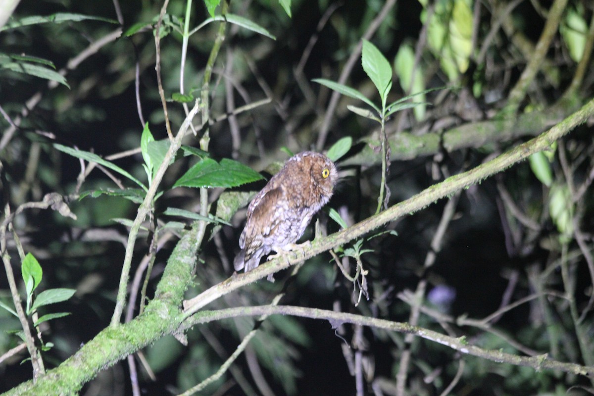 Bearded Screech-Owl - ML636878182