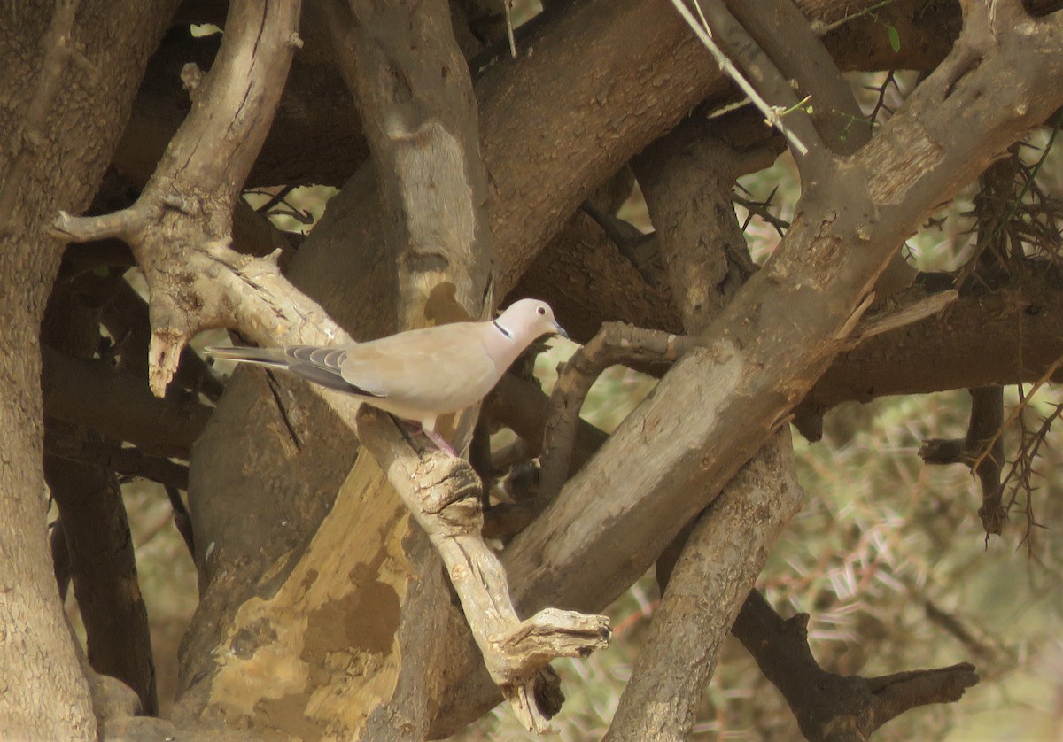 African Collared-Dove - ML636878185