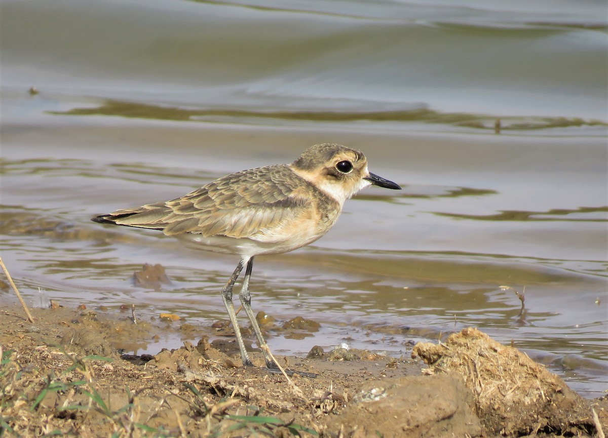 Kittlitz's Plover - ML636878199