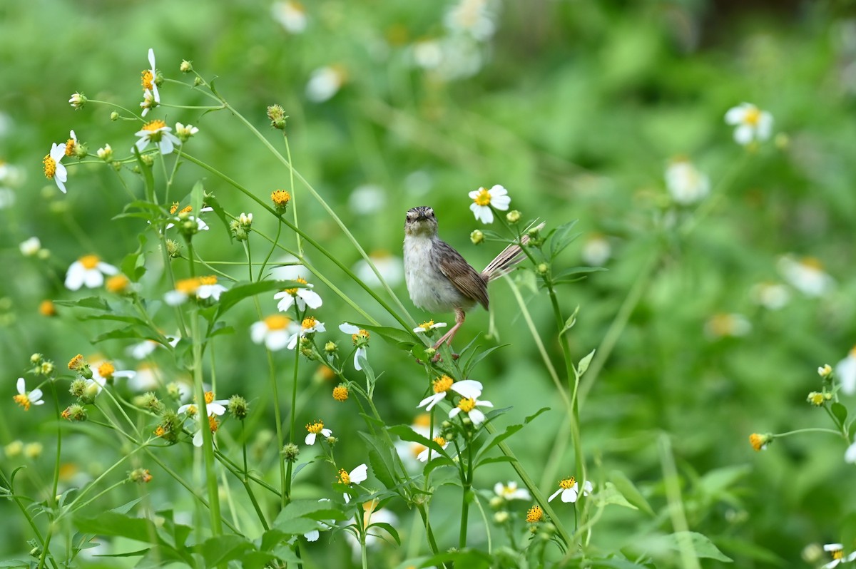 Striped Prinia - ML636878218