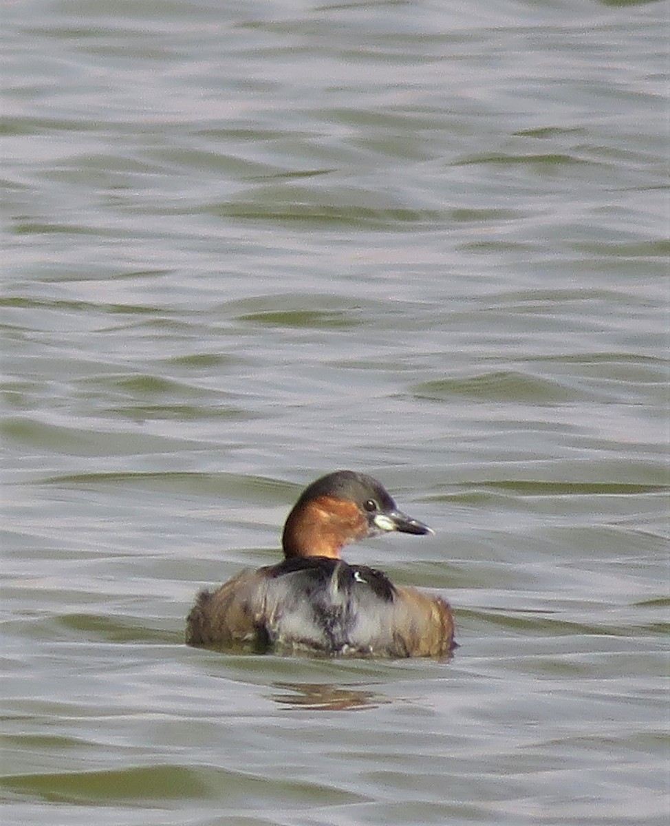 Little Grebe (Little) - ML636878245