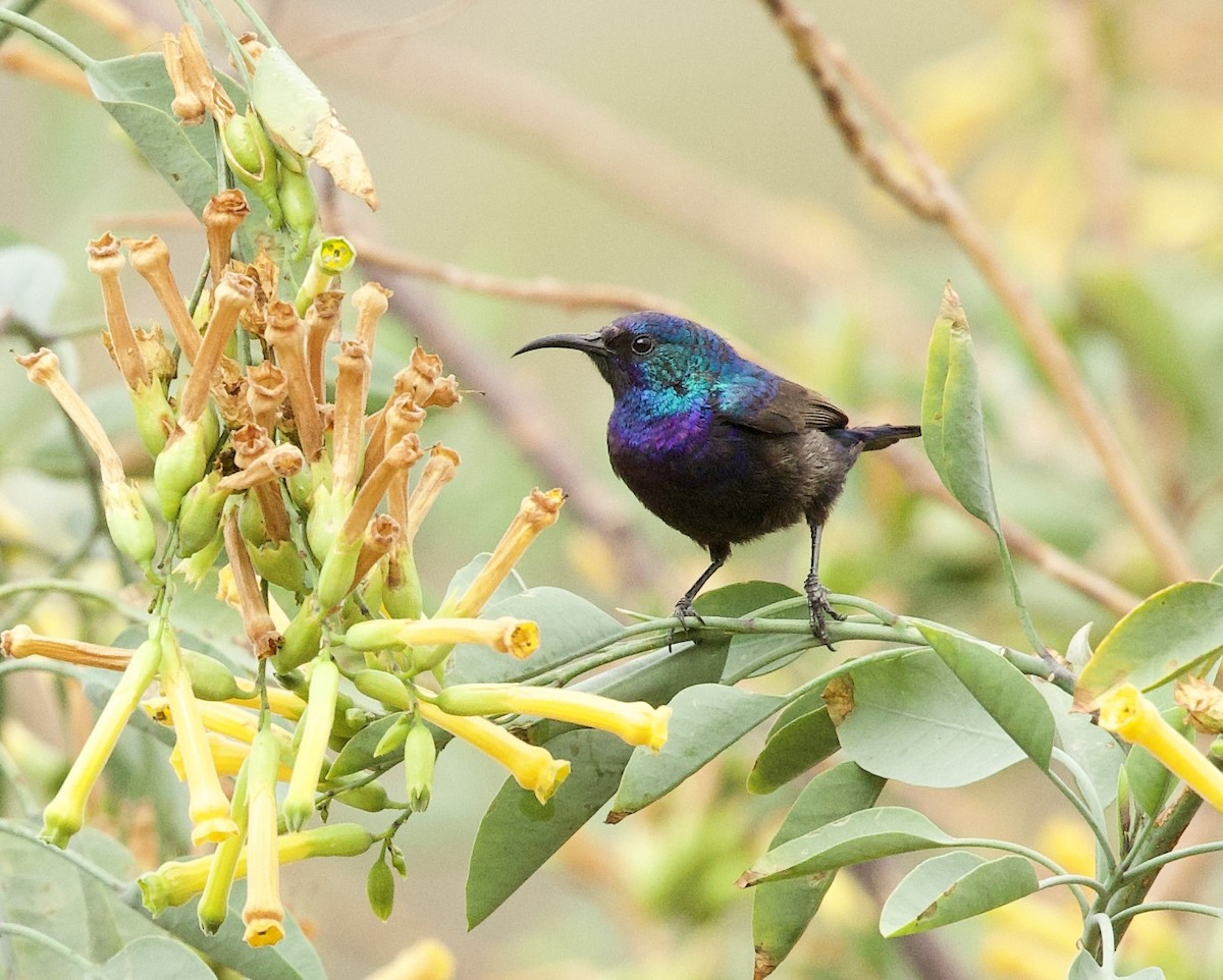 Palestine Sunbird - ML636878258