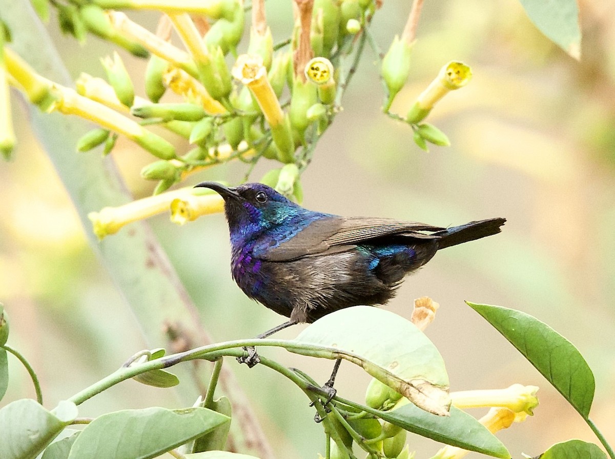 Palestine Sunbird - ML636878259