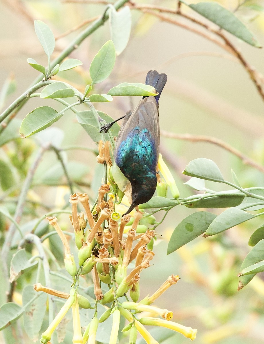 Palestine Sunbird - ML636878260