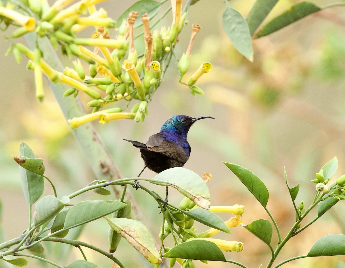 Palestine Sunbird - ML636878261