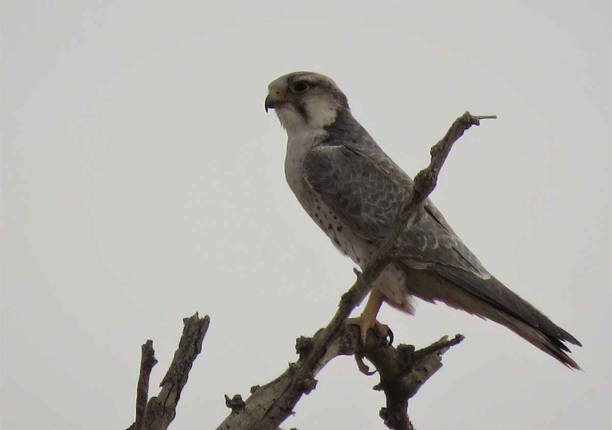 Lanner Falcon - ML636878267