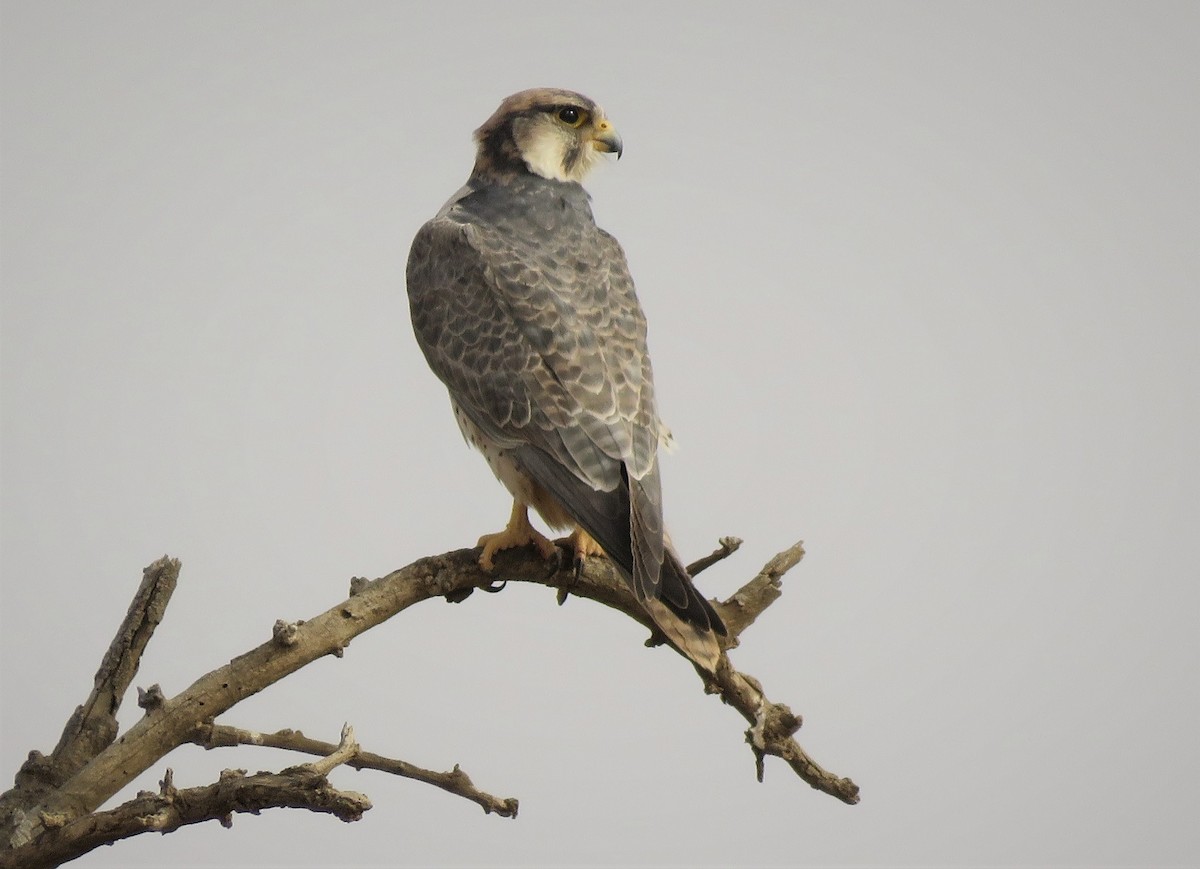 Lanner Falcon - ML636878268