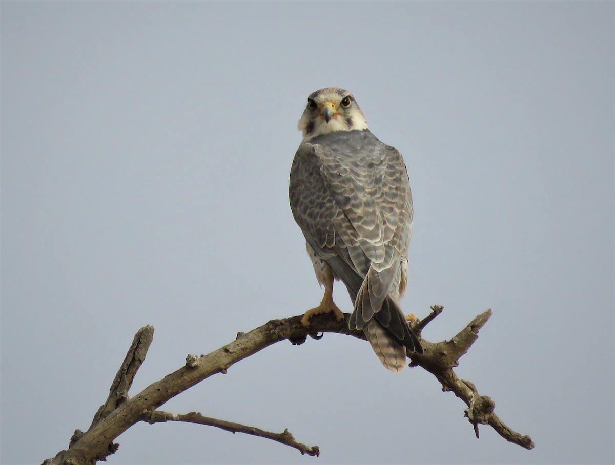 Lanner Falcon - ML636878269