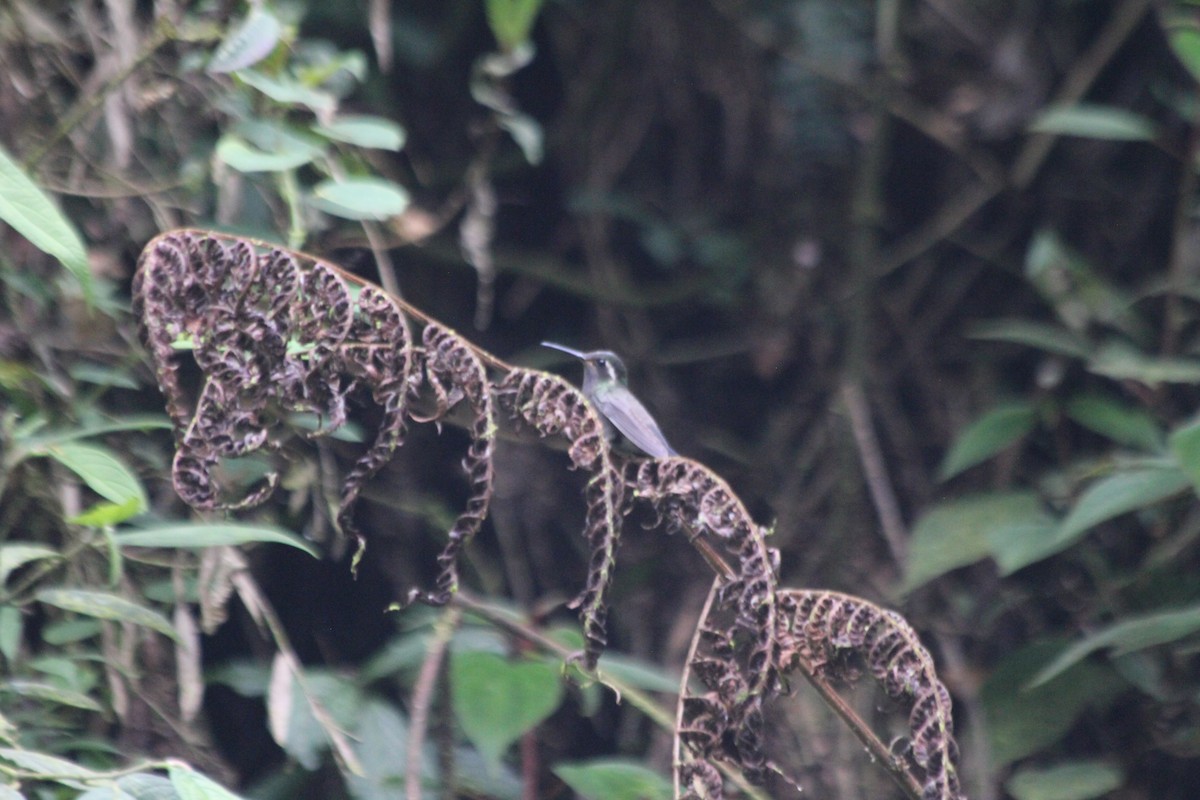 Amethyst-throated Mountain-gem - ML636878280