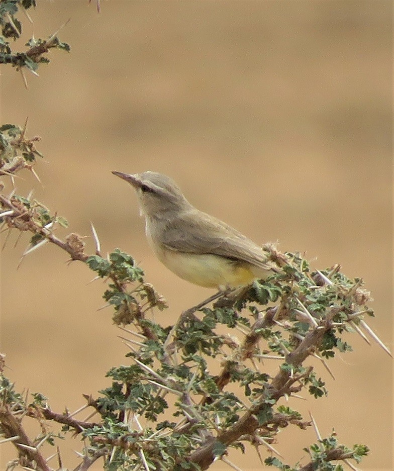 Yellow-bellied Eremomela (Yellow-bellied) - ML636878299