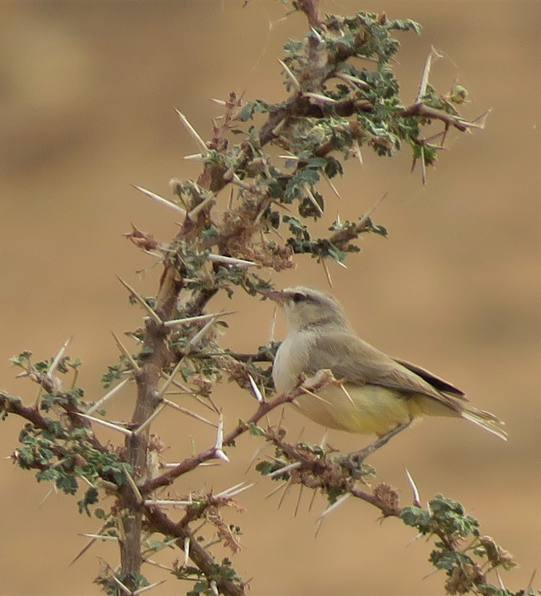 Yellow-bellied Eremomela (Yellow-bellied) - ML636878301