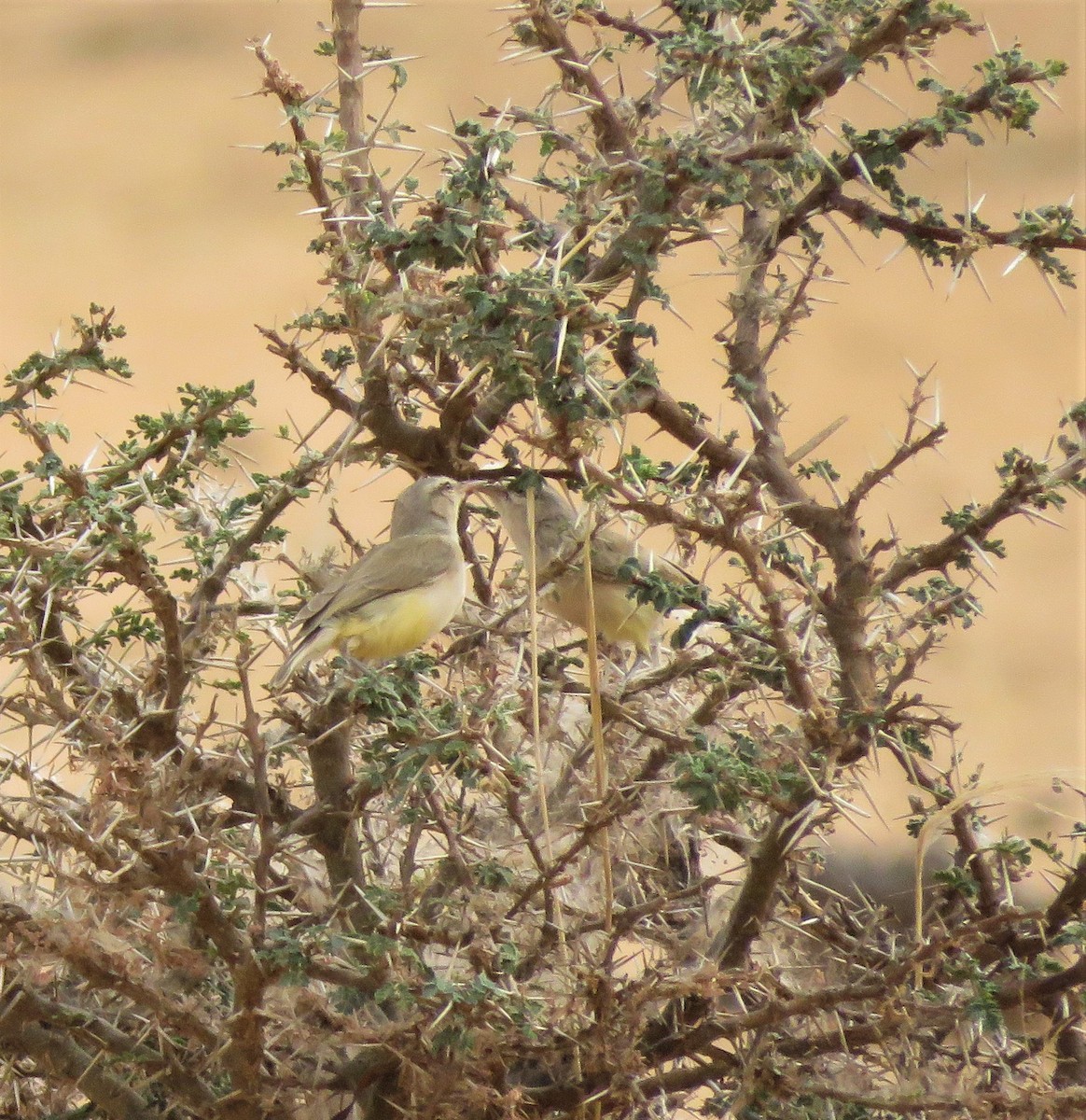 Yellow-bellied Eremomela (Yellow-bellied) - ML636878302