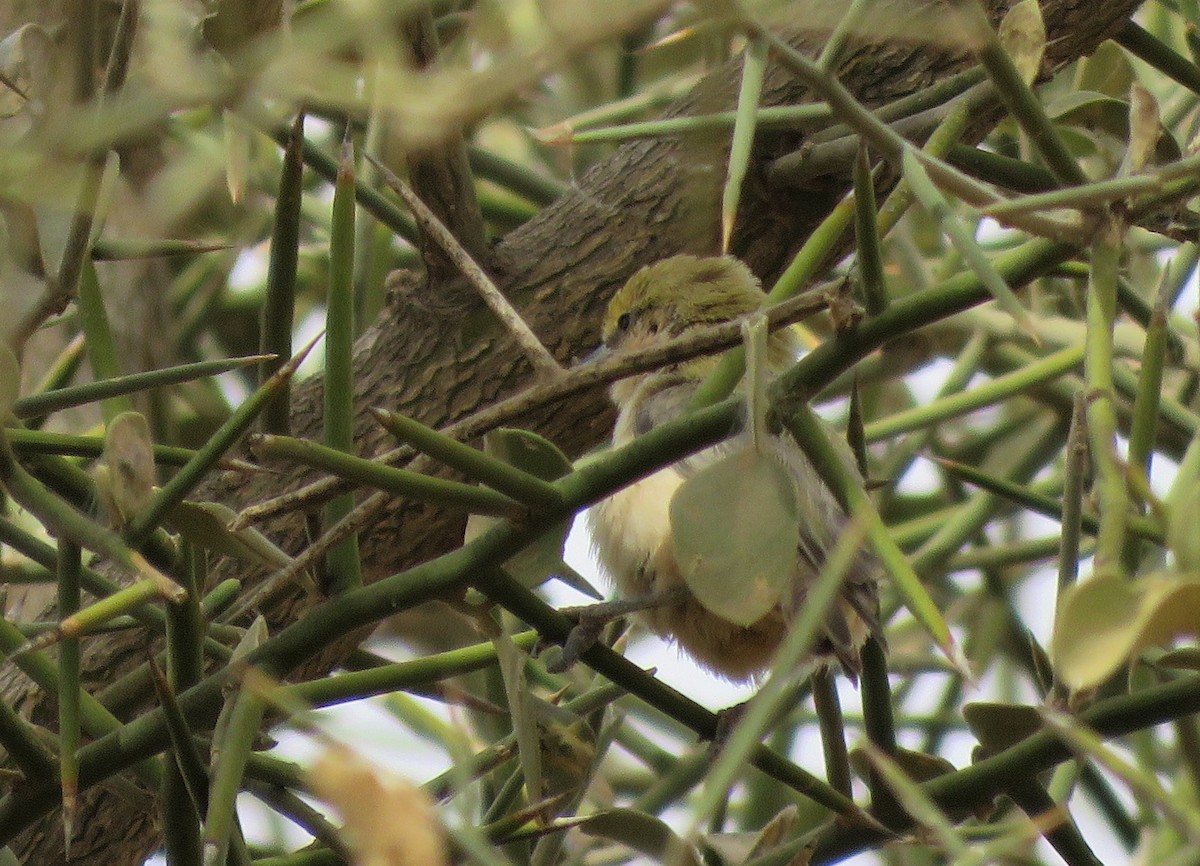 Sennar Penduline-Tit - ML636878303