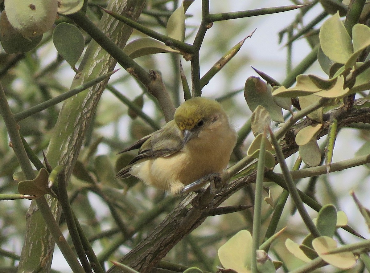 Sennar Penduline-Tit - ML636878304