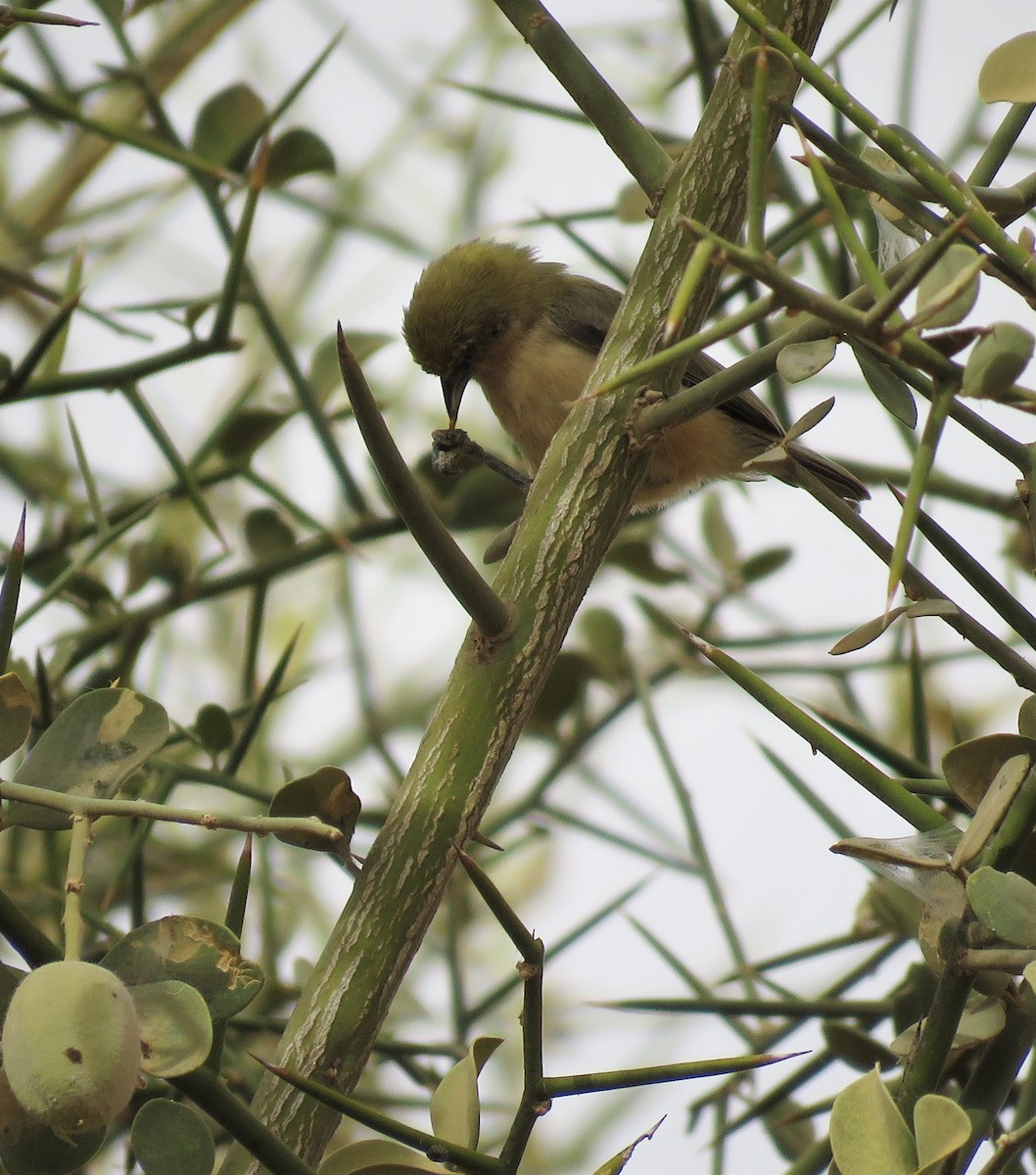 Sennar Penduline-Tit - ML636878305