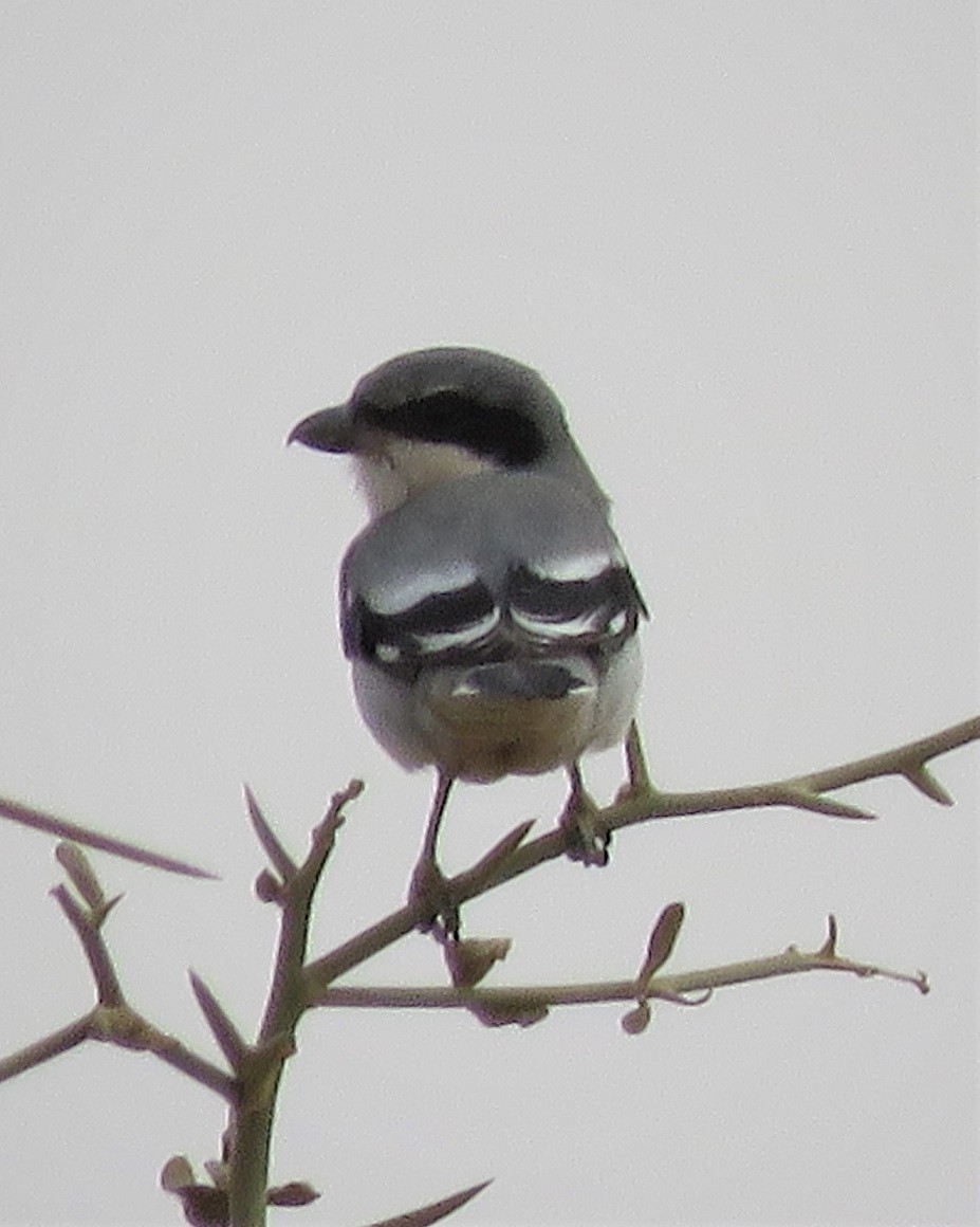 Great Gray Shrike (Sahara) - ML636878308
