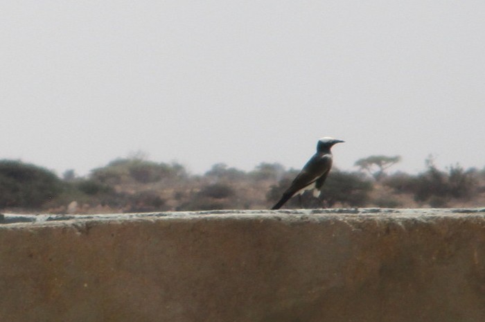 White-crowned Starling - ML636878317
