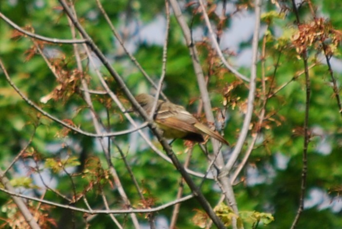 Great Crested Flycatcher - ML636878319