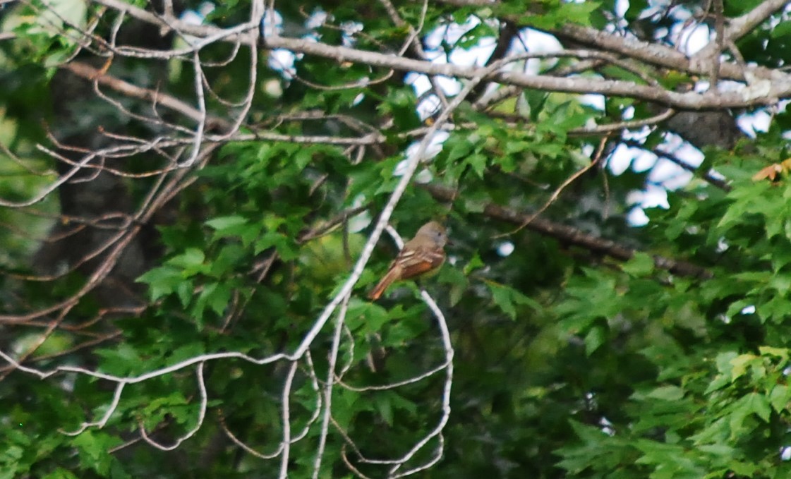 Great Crested Flycatcher - ML636878320