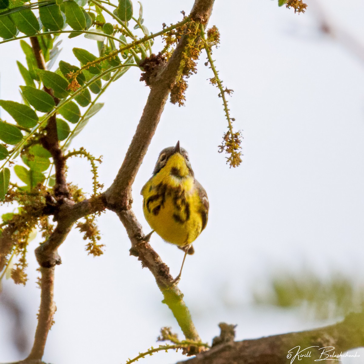 Magnolia Warbler - ML636878330